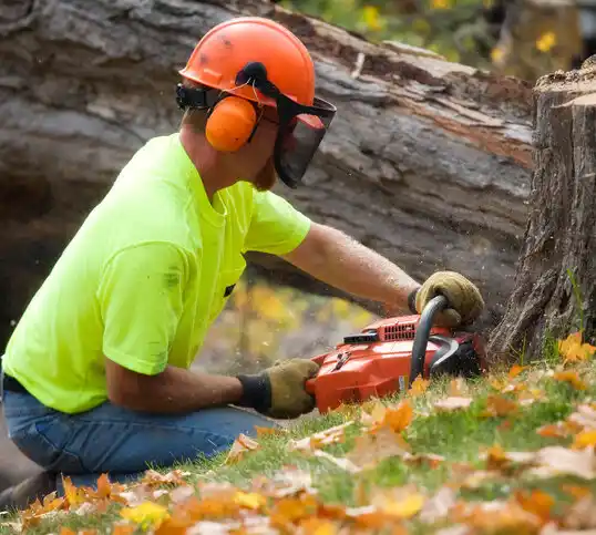 tree services Hurlock